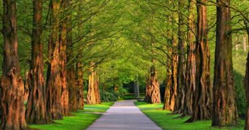 Safe arbor: Can trees really improve a community’s mental health