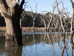 ACCC to fire up Murray water market