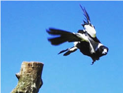 Parks Service swoops on magpie warning