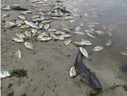 Fish kills feared to go up a scale