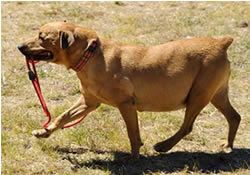 Closed pound dogged by virus