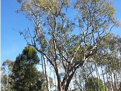 Red Gum seedlings planted for trial