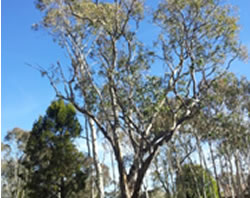 Red Gum seedlings planted for trial