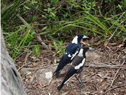 Department swoops on magpie warning