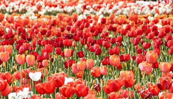 Stopping to smell the tulips