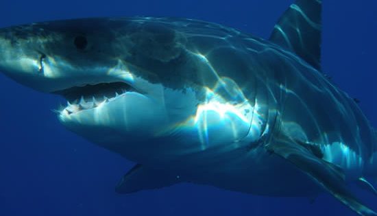 Taking the bait: Are there smarter ways to protect swimmers from sharks?