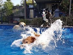 Canberra dogs get new leash on life