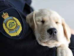 Detector dogs sniff out 50th anniversary