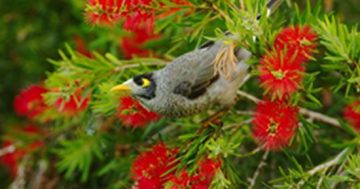 Weekend weed swap for local gardeners