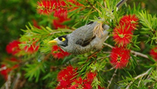 Weekend weed swap for local gardeners