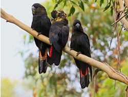 Bird watchers sought for Cockatoo count