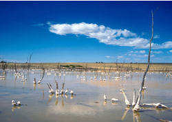 CSIRO scoops up sustainability prize