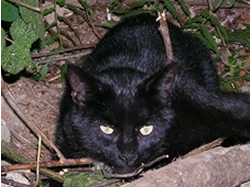 Ministers Draw Line At Feral Cats 