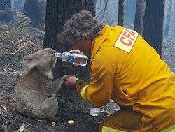 Funding to reach fire-stricken koalas