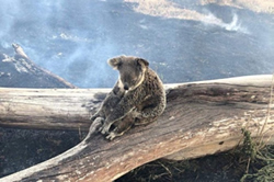 Koalas cling to funding hope