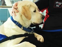 Veterans to lap up new canine companions