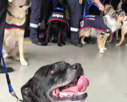 Dogs lending a helping paw