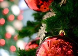 Christmas tree to blossom in CBD