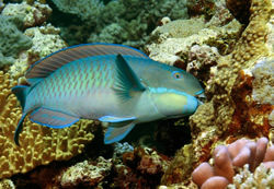 Parrotfish prove surprise reef saviours