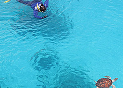 Released turtles making a research splash