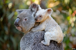 New plan to back koala recovery