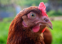 Cool plan for hot chickens