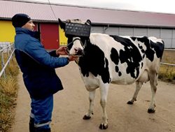 Full-screen milk: How VR could help dairy cows see in a new light