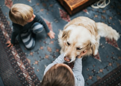 Canberra kids lap up dog safety training