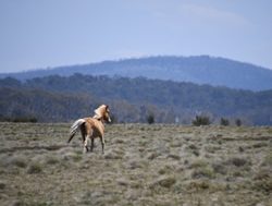 Feral horses a threat to ACT water