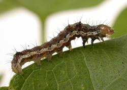 Bollworm ‘won’t wait for Spring’