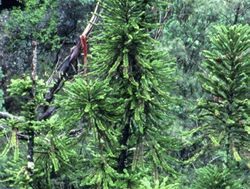 Firefighting mission saves prehistoric pines