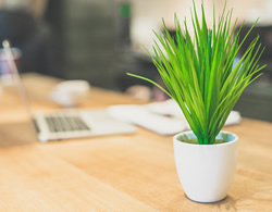 It’s easy being green: How a friendly plant can keep you calm at work