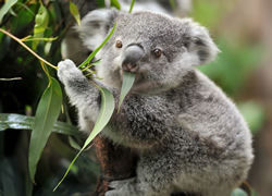 Climb aboard koala strategy
