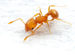 Biosecurity blitzes electric ants