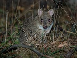 Endangered bettongs hitch ride with ADF