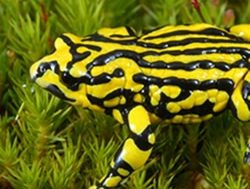 ADF hop onboard for frog rescue