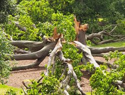 Climate turns up heat on botanic gardens