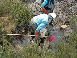 Rare fish rescued from fire-struck creek