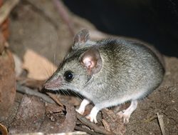 Animals most at risk post-bushfires named