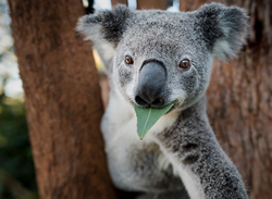 Koalas branch out for more protection