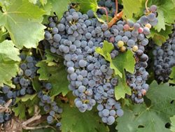 Support for bushfire hit grape growers