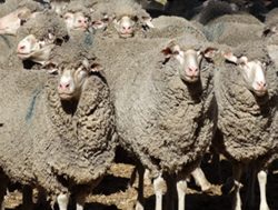 Vets urge farmers to vaccinate