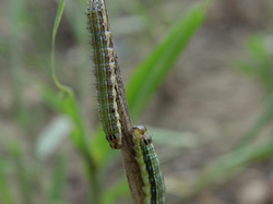 Hungry pests threat to agriculture