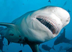 Shark drumlines back on beaches