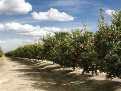 Squeeze put on citrus disease