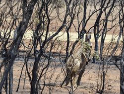 At-risk ecological communities named