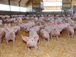 Swine fever threat to industry