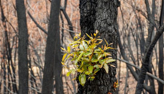 Turning over a new leaf: How to help communities heal after trauma