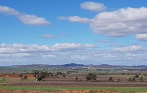 Vintage update from Windowrie, in Cowra NSW