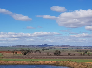 Vintage update from Windowrie, in Cowra NSW